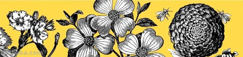 绘画｜黑白线条与简洁色块，这组花卉手绘作品太美了