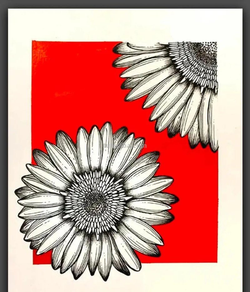 绘画｜黑白线条与简洁色块，这组花卉手绘作品太美了