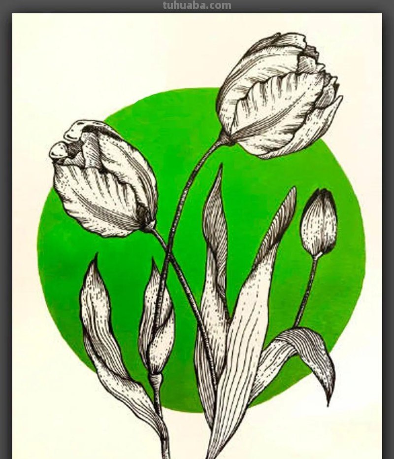 绘画｜黑白线条与简洁色块，这组花卉手绘作品太美了