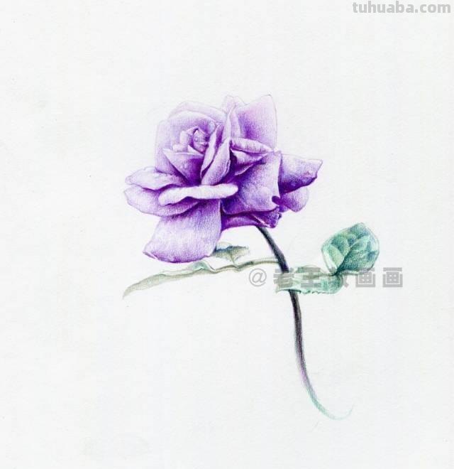 零基础也可以画好彩铅，教你画一幅花卉