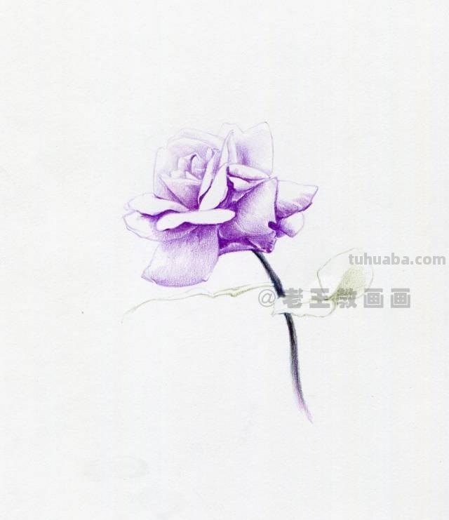 零基础也可以画好彩铅，教你画一幅花卉