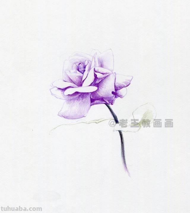 零基础也可以画好彩铅，教你画一幅花卉