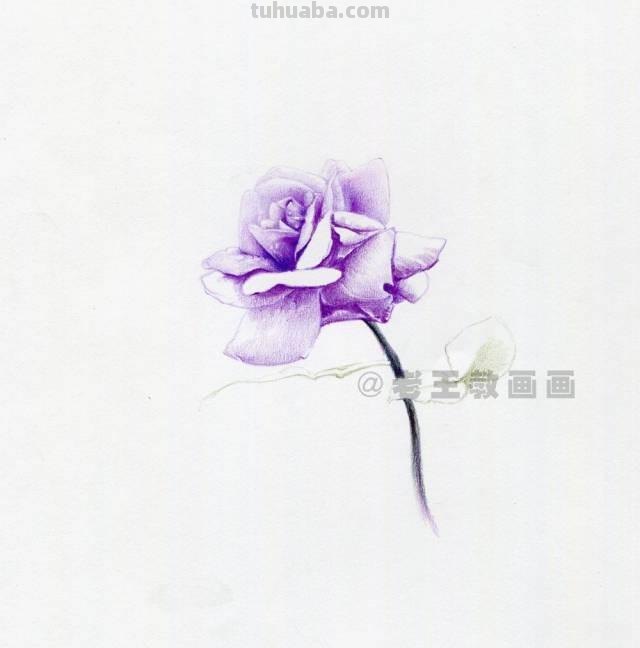 零基础也可以画好彩铅，教你画一幅花卉