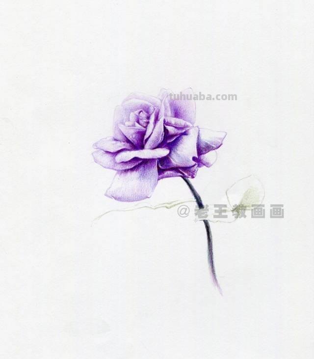 零基础也可以画好彩铅，教你画一幅花卉