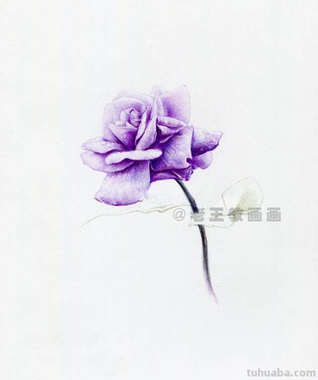 零基础也可以画好彩铅，教你画一幅花卉