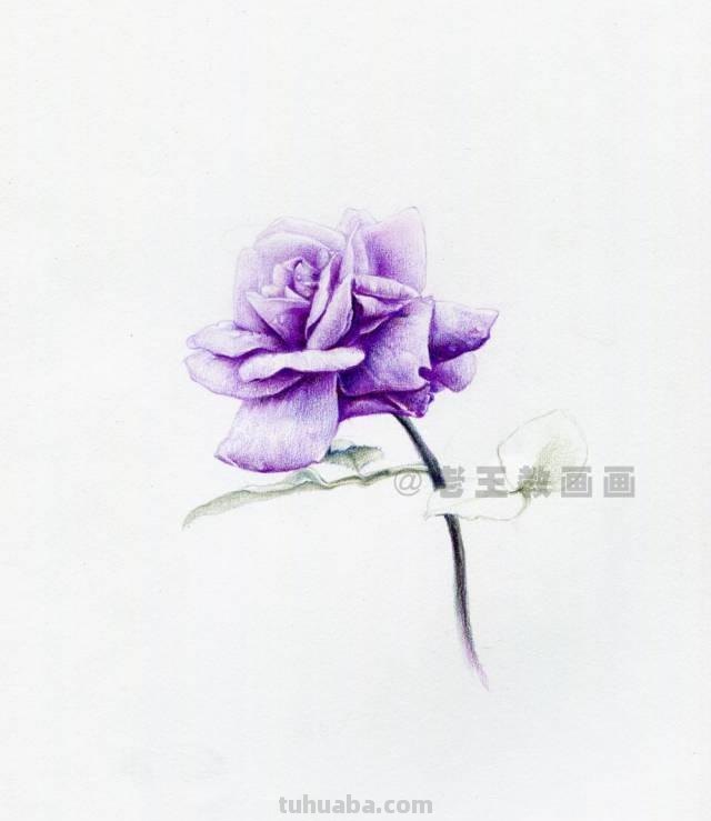 零基础也可以画好彩铅，教你画一幅花卉