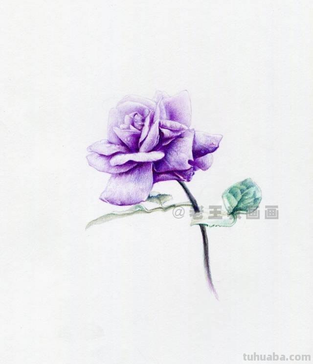 零基础也可以画好彩铅，教你画一幅花卉