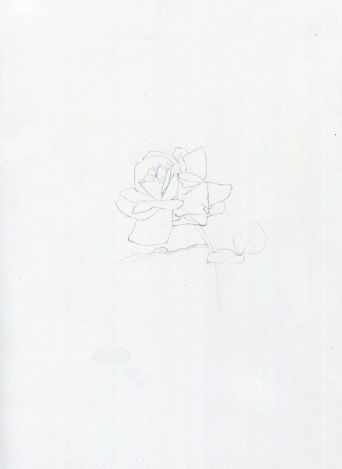 零基础也可以画好彩铅，教你画一幅花卉