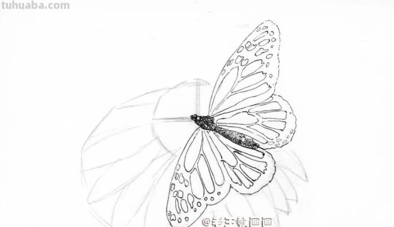 零基础也能玩转彩铅绘画!学会绘制华丽蝶恋花的秘诀! 零基础也能玩转彩铅绘画!学会绘制华丽蝶恋花的秘诀!