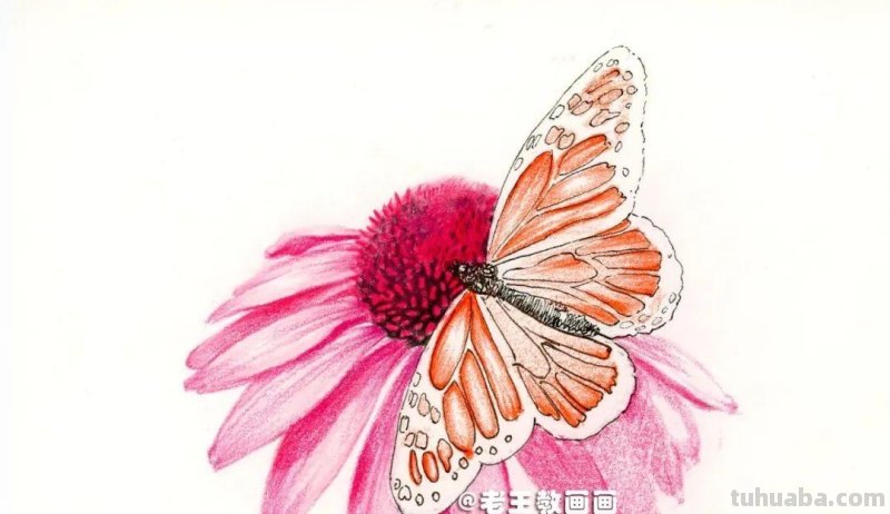 零基础也能玩转彩铅绘画!学会绘制华丽蝶恋花的秘诀! 零基础也能玩转彩铅绘画!学会绘制华丽蝶恋花的秘诀!