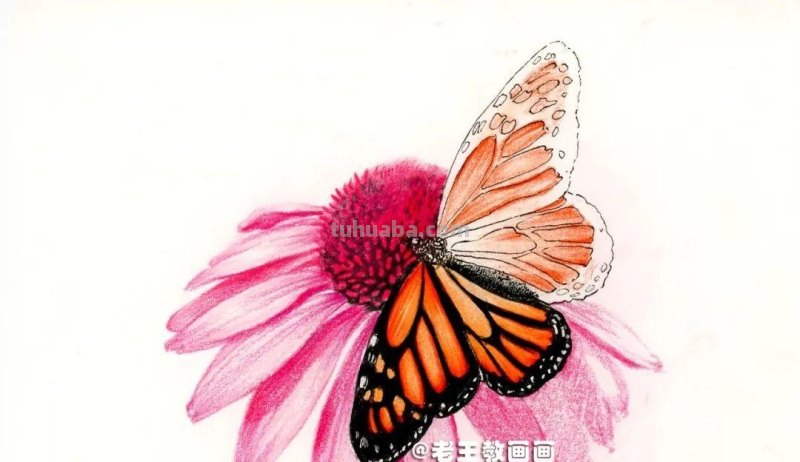 零基础也能玩转彩铅绘画!学会绘制华丽蝶恋花的秘诀! 零基础也能玩转彩铅绘画!学会绘制华丽蝶恋花的秘诀!