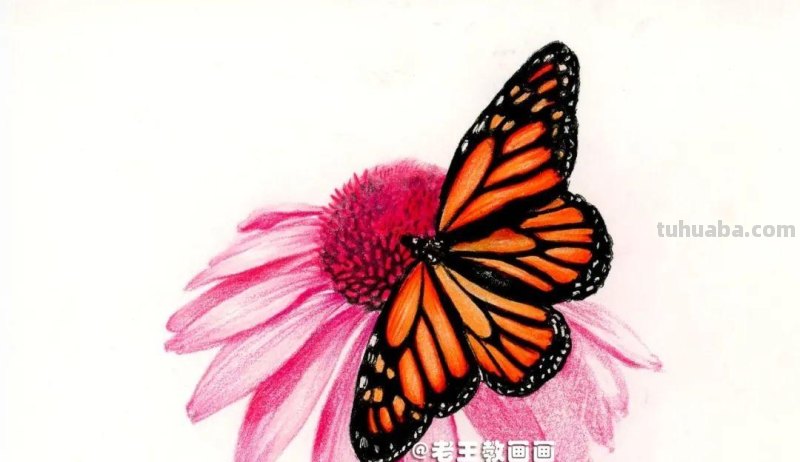 零基础也能玩转彩铅绘画!学会绘制华丽蝶恋花的秘诀! 零基础也能玩转彩铅绘画!学会绘制华丽蝶恋花的秘诀!
