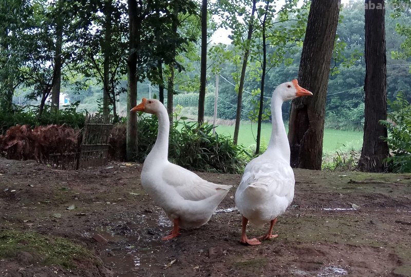 我的农家小生活