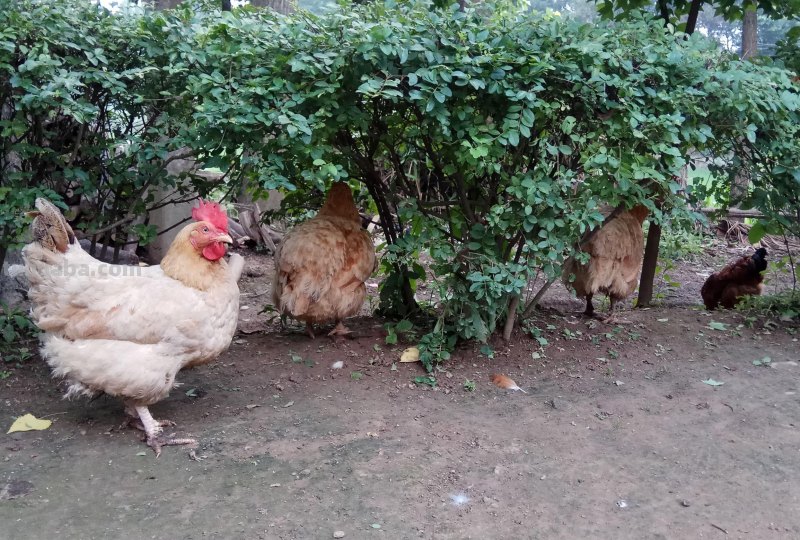 我的农家小生活