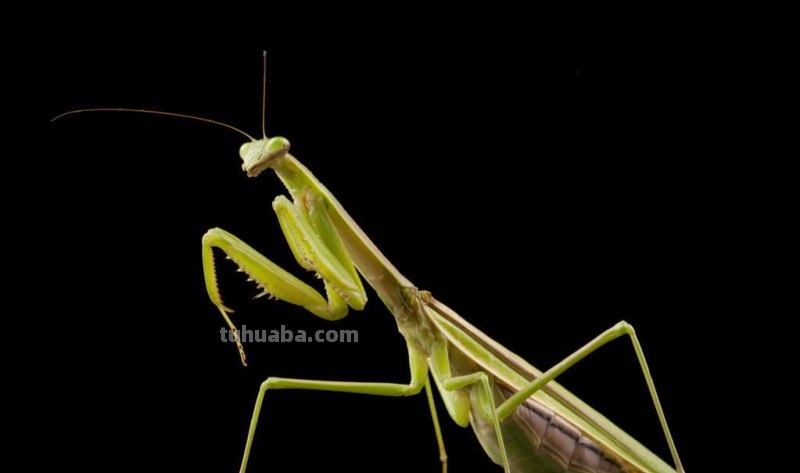 儿童简笔画精选「昆虫」-螳螂（Mantis）的绘画步骤