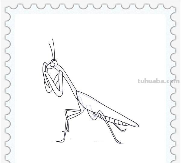 儿童简笔画精选「昆虫」-螳螂（Mantis）的绘画步骤