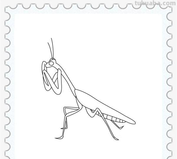 儿童简笔画精选「昆虫」-螳螂（Mantis）的绘画步骤