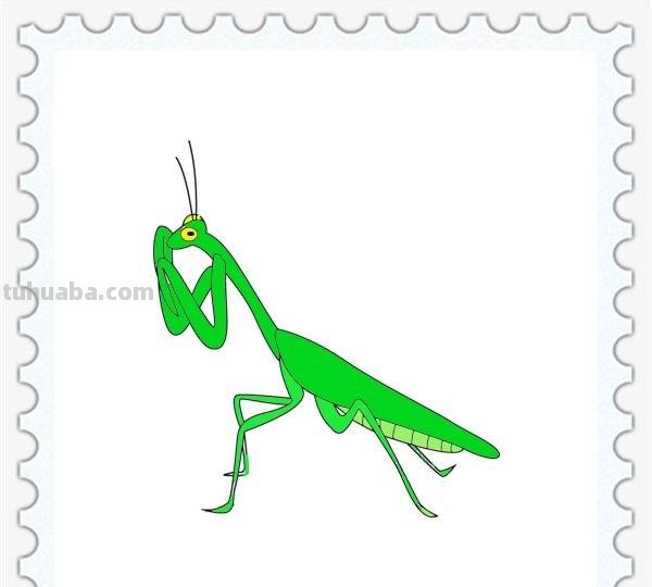 儿童简笔画精选「昆虫」-螳螂（Mantis）的绘画步骤