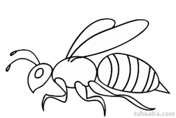 宝宝都是小画家：超容易简笔画傻瓜教程小昆虫篇（图）