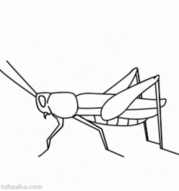 宝宝都是小画家：超容易简笔画傻瓜教程小昆虫篇（图）