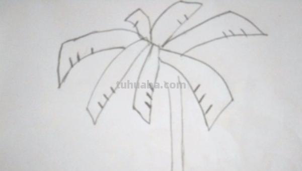 椰树速写教程(椰树速写教程视频) 椰树速写教程(椰树速写教程视频)