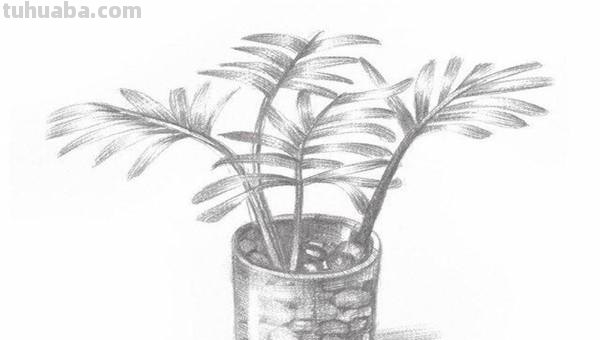 椰树速写教程(椰树速写教程视频) 椰树速写教程(椰树速写教程视频)