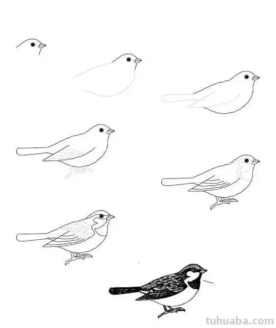 花鸟简笔画详细过程图，分分钟就能学会