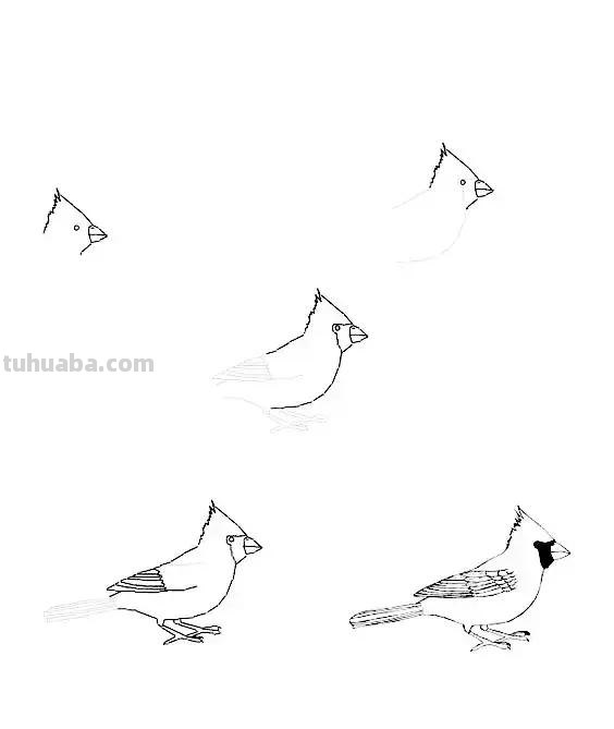 花鸟简笔画详细过程图，分分钟就能学会