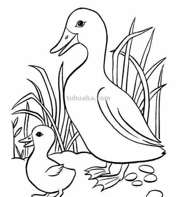 动物简笔画高清线稿，适合儿童画的简笔画