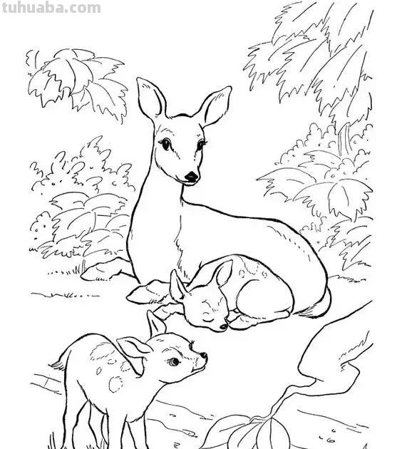 动物简笔画高清线稿，适合儿童画的简笔画