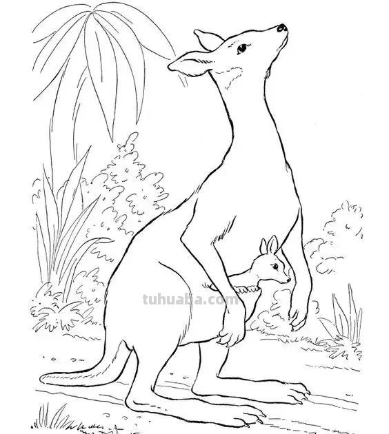 动物简笔画高清线稿，适合儿童画的简笔画