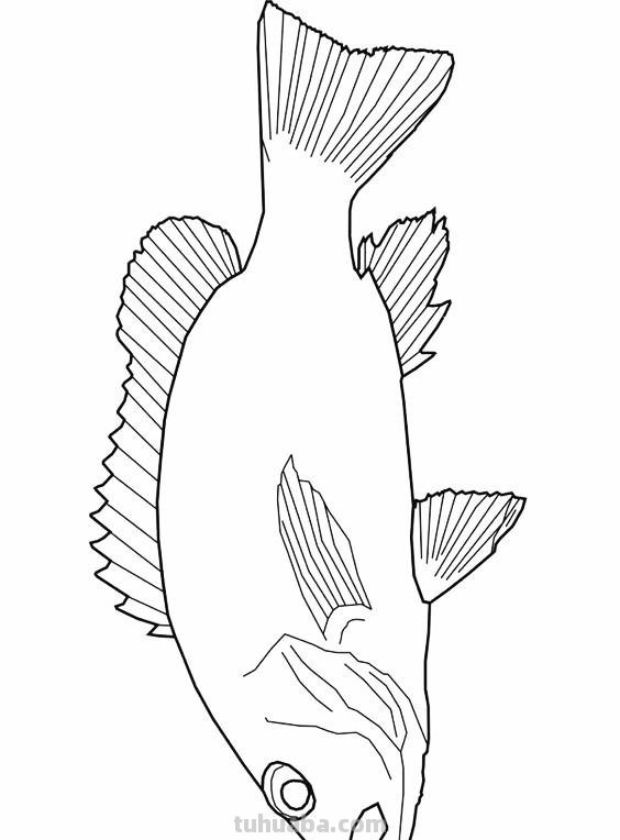 海洋生物简笔画线稿资料，收藏备用