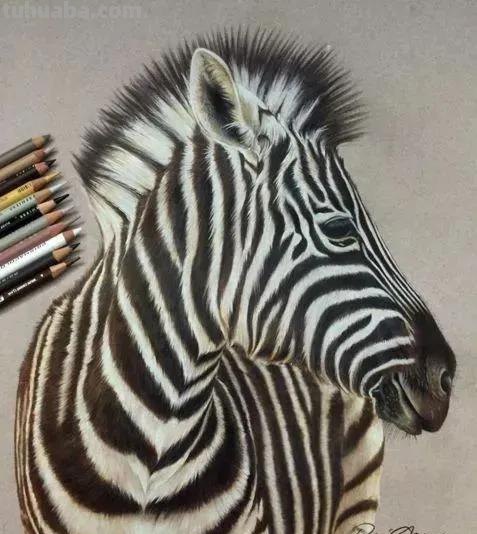 超绝！彩铅竟然能画得这么细腻？快来看这20张彩铅绘画！