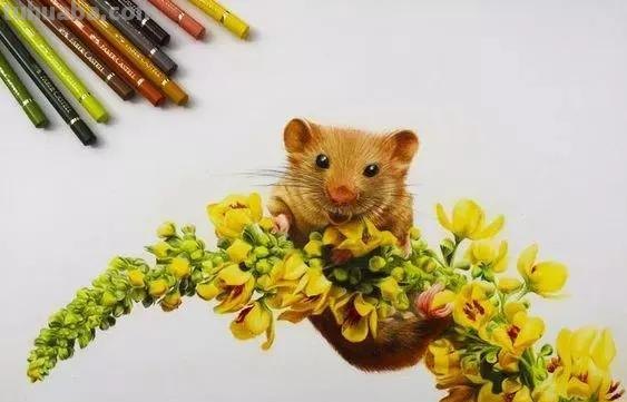超绝！彩铅竟然能画得这么细腻？快来看这20张彩铅绘画！