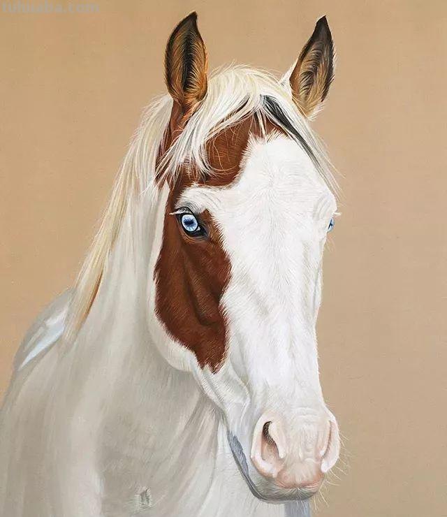 彩铅绘画素材—13幅超写实的彩铅绘画作品，超逼真