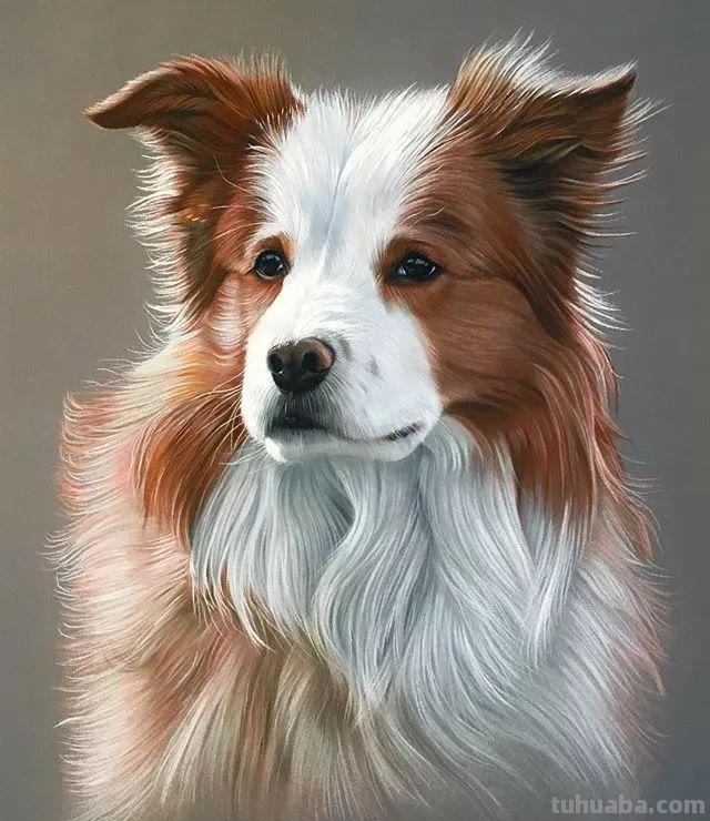 彩铅绘画素材—13幅超写实的彩铅绘画作品，超逼真
