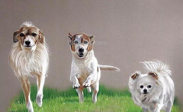 彩铅绘画素材—13幅超写实的彩铅绘画作品，超逼真