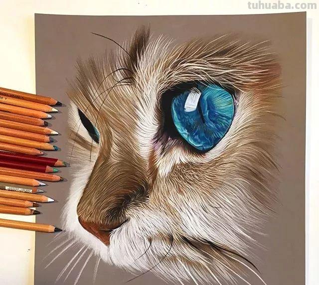 彩铅绘画素材—13幅超写实的彩铅绘画作品，超逼真