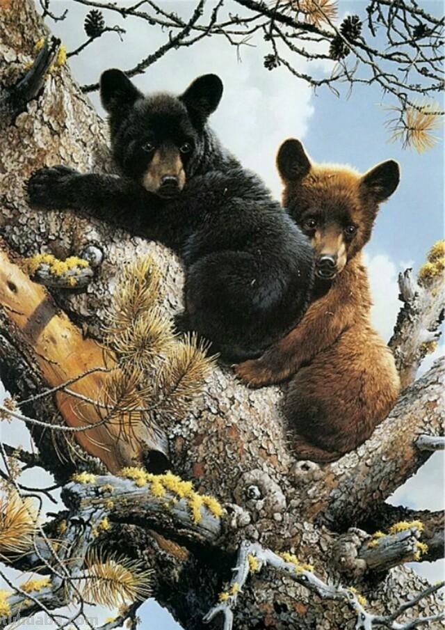 自然插画 - 世界著名野生动物水彩画家卡尔·伯伦德斯作品欣赏