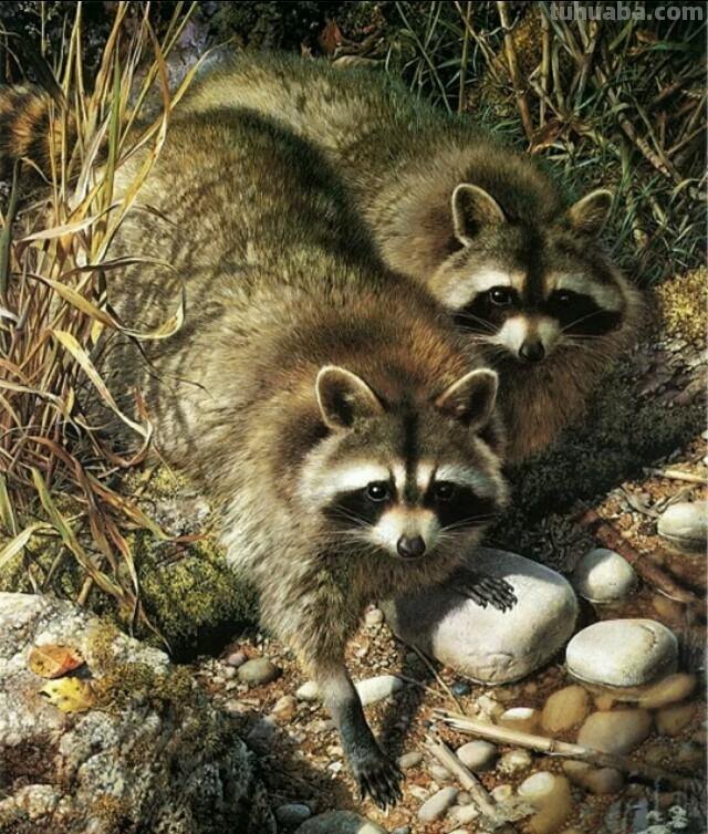 自然插画 - 世界著名野生动物水彩画家卡尔·伯伦德斯作品欣赏