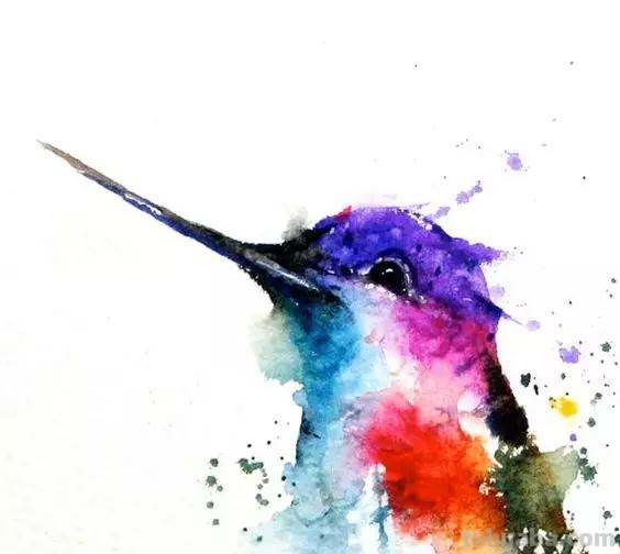 炫美动物水彩画欣赏｜技巧高超过眼难忘