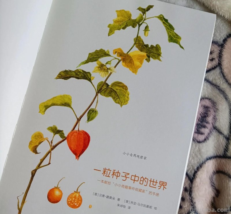 绝美！一粒种子看世界，自然科普类绘本天花板