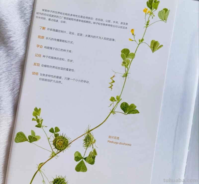 绝美！一粒种子看世界，自然科普类绘本天花板