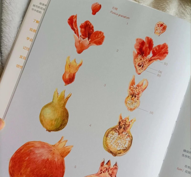 绝美！一粒种子看世界，自然科普类绘本天花板