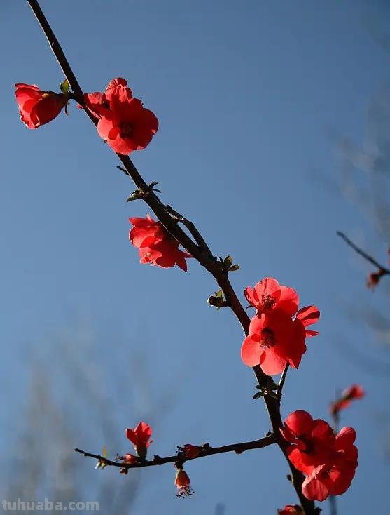 怎么用彩铅画梅花（怎么用彩铅画梅花树）