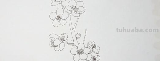 怎么用彩铅画梅花(怎么用彩铅画梅花树) 怎么用彩铅画梅花(怎么用彩铅画梅花树)