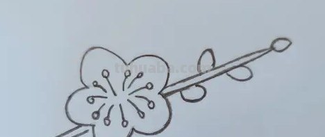 怎么用彩铅画梅花(怎么用彩铅画梅花树) 怎么用彩铅画梅花(怎么用彩铅画梅花树)