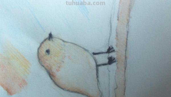 怎么彩铅画小鸟教程（彩铅画小鸟教程步骤图简单）