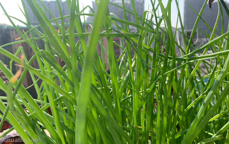 家里种6种蔬菜，收获真多，简单好养实用，阳台变成小菜园