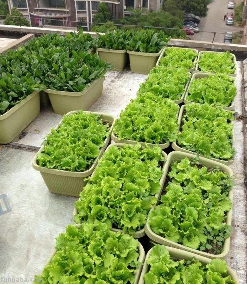 家里种6种蔬菜，收获真多，简单好养实用，阳台变成小菜园